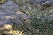 Two dragonflies