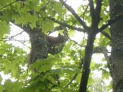 A finnish squirrel